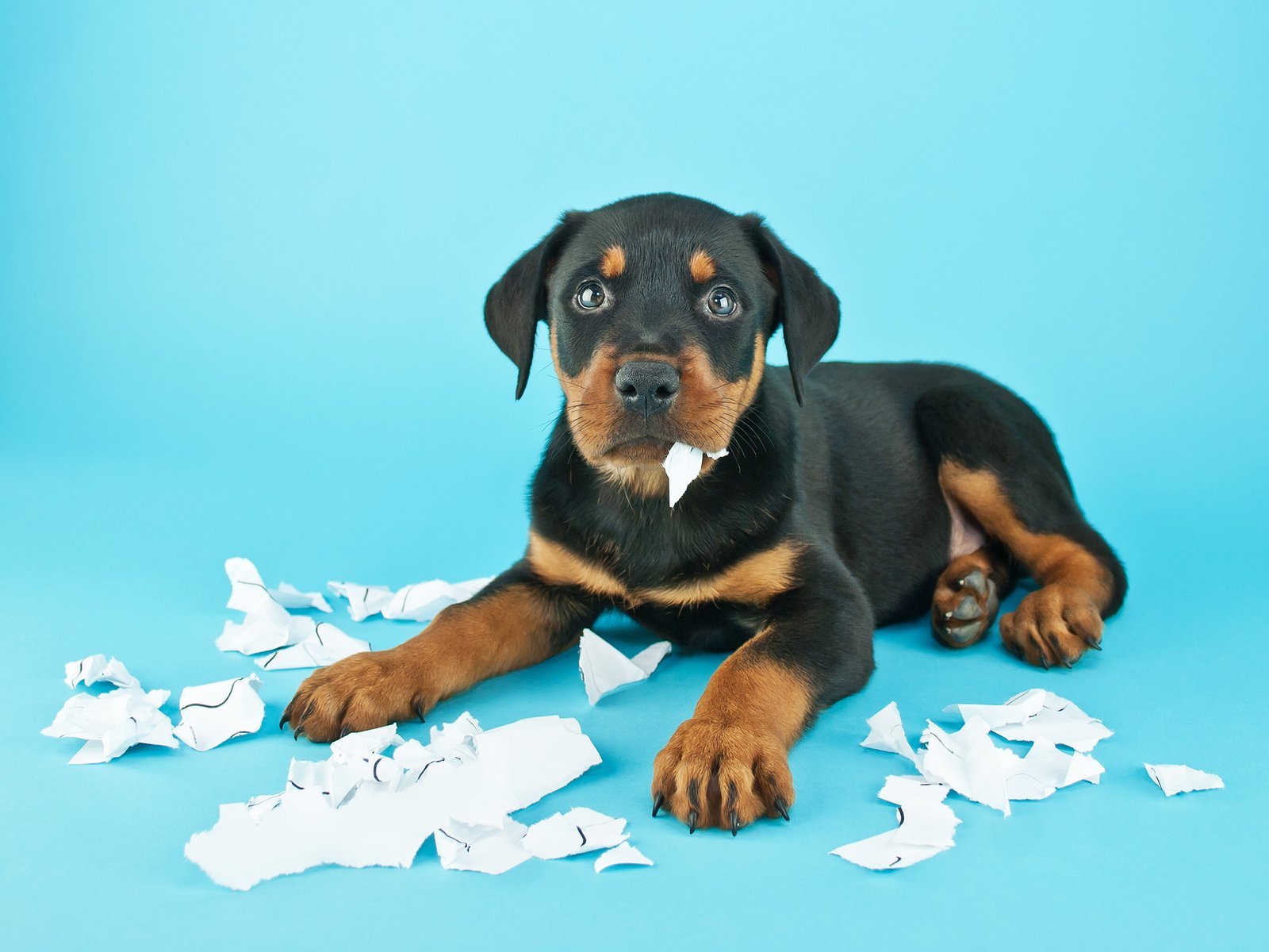 Puppy chewing up paper